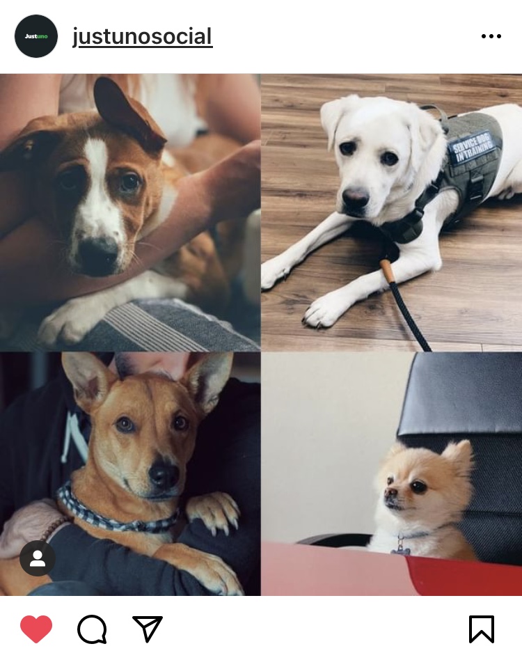 National bring your pet to work day instagram